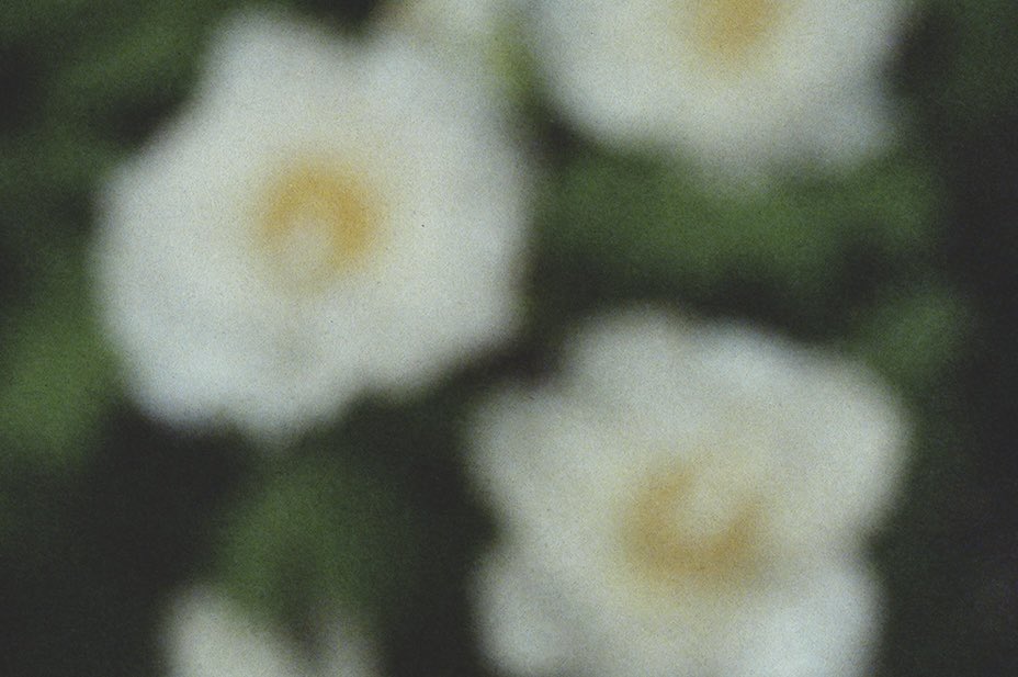 series of impressionism 
“form / camellia”
2024

#filmphotography #filmcamera