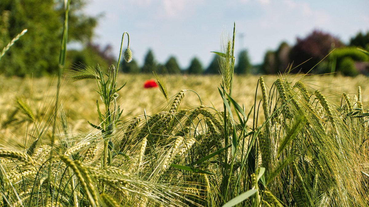 Katzenautor's tweet image. #Cornfields with red poppies in southern Hesse.
#Photography #Germany #nature #macro #FlowersOfTwitter #summer