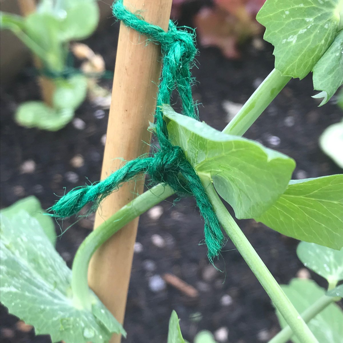 especially when they’re first getting established in the ground, tie-in pea plants for support, and remove the natural tendrils so plant energy goes into producing healthy growth
#GrowYourOwn #Kilmacolm #communitygrowing
