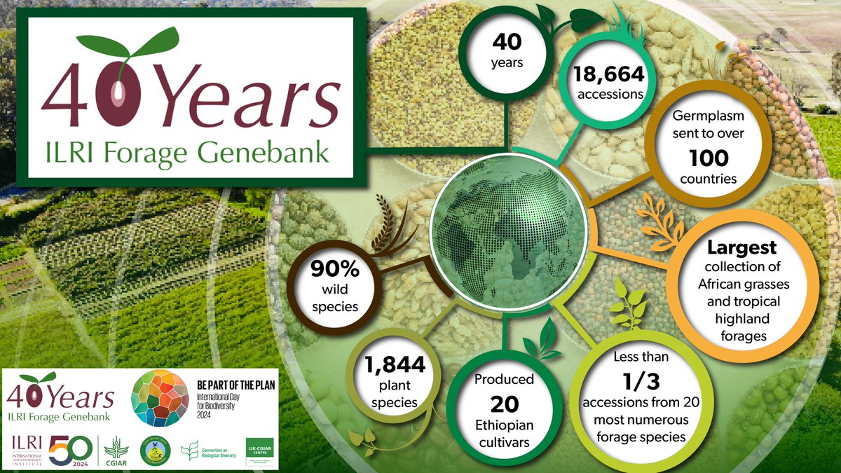 @CGIAR @EbiInstitute @BMZ_Bund @USDA @ICARDA @BiovIntCIAT_eng @embrapa @inifap @BezosEarthFund @gatesfoundation 🥬 The ILRI forage genebank exists to conserve, characterize and maximize the use of forage plants. It is one of the most diverse collections, with the world’s major collection of African grasses and tropical highland forages. #ILRIGenebank40 ilri.org/research/facil…