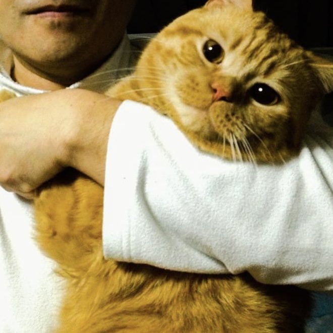 初公開❣️ボクのサイズとパパのお口💕

#cats #catlovers #猫のいる暮らし #困り顔 #茶トラ #kitten #catstagram #meow #catsofinstagram #catsoftwitter