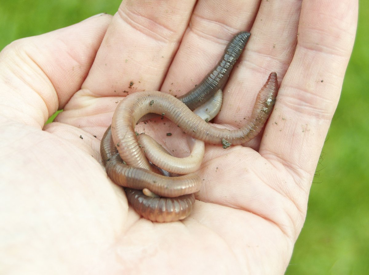 Dancing is a great way to move for mental health - but have you ever danced for worms? 💃🕺 @SoilAssociation wants people to charm worms and count them to find out about earthworm numbers - check out their website for more details! bit.ly/3K0pf1q 📷 by Alan Price