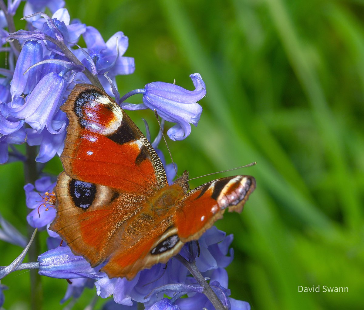 Peacock. @Natures_Voice @NorthYorkMoors @YorksWildlife @WoodlandTrust @savebutterflies @BC_Yorkshire