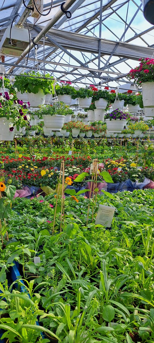 Kesäkukkaparatiisit ovat nyt runsaimmillaan! Tältä näyttää Oulussa Yrjänäisen puutarhalla, jossa viljellään myös kymmeniä erilaisia yrtin taimia. Uutuutena tänä vuonna mustaherukkasalvia. 🫐 🌱