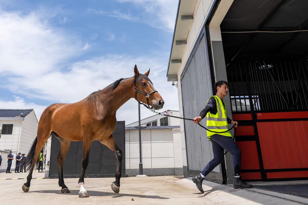 第二届国际马术公开赛将于6月在杭州桐庐举行。目前，50匹马已按程序抵达桐庐。