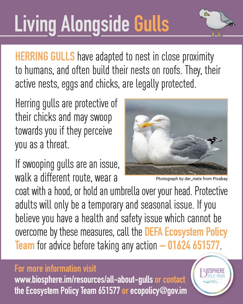 Herring gulls are now well into their nesting period. Most are now sitting on eggs that need to be incubated. It is at this time of year you might experience swooping parent gulls, anxious to keep their young safe. Here’s some advice if you do. biosphere.im/resources/all-…