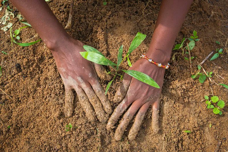 #Deforestation has heightened a lot of #climate disasters because there are no #trees to slow it down. We can change that narrative today by planting trees. Let's get our hands dirty for our climate. We can fight for our future through these little deeds. #ClimateAction