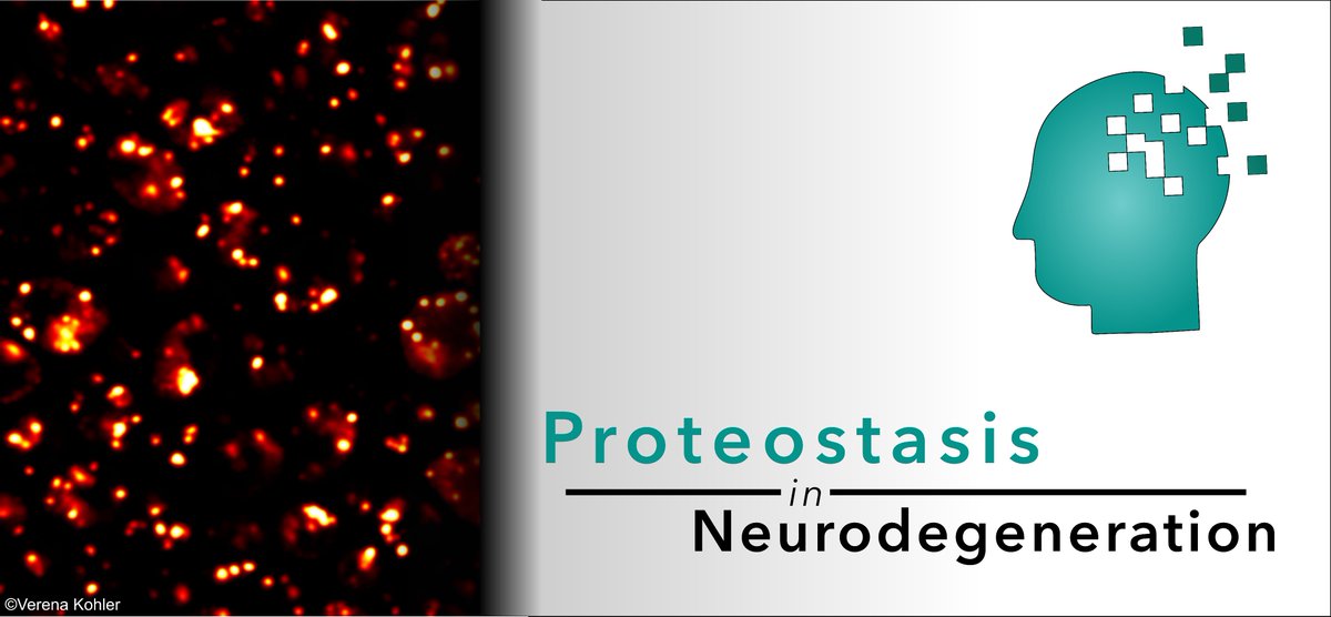 Interested in #Proteostasis and #Neurodegeneration?

Then check out this week's selection of publications on this topic!                

biomed.news/bims-proned/20…

Thanks to @Bims_BiomedNews for the pre-selection!  

  #ProteostasisInNeurodegeneration