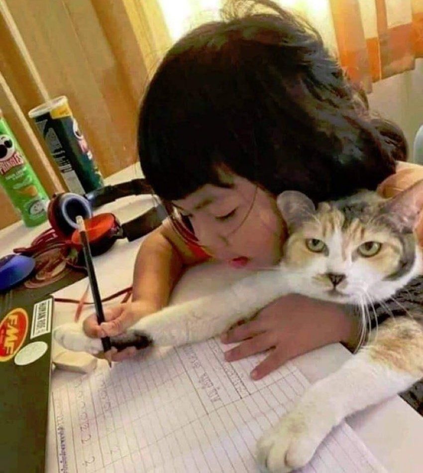 Why you should have a cat tweet media