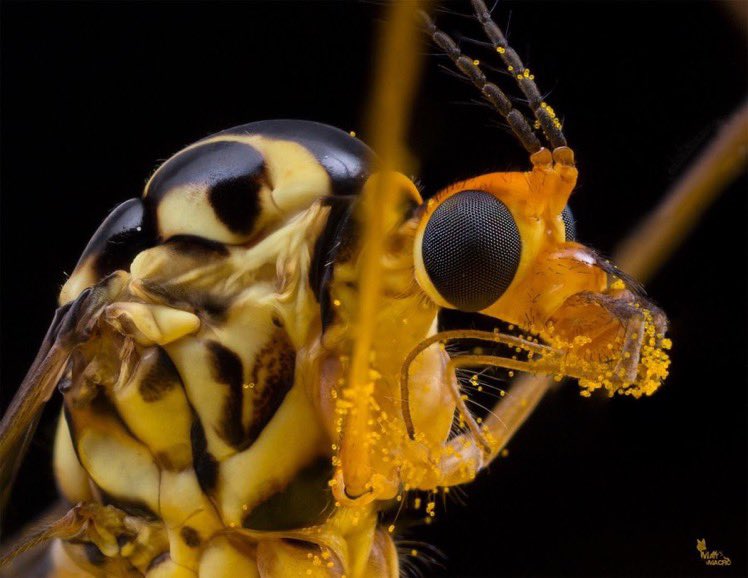 Today is #WorldCranefliesDay!!
Let's celebrate the incredible diversity and beauty of this group of flies that inhabit our planet. Here, a beautiful Nephrotoma that @MattDoogue gave us some time ago