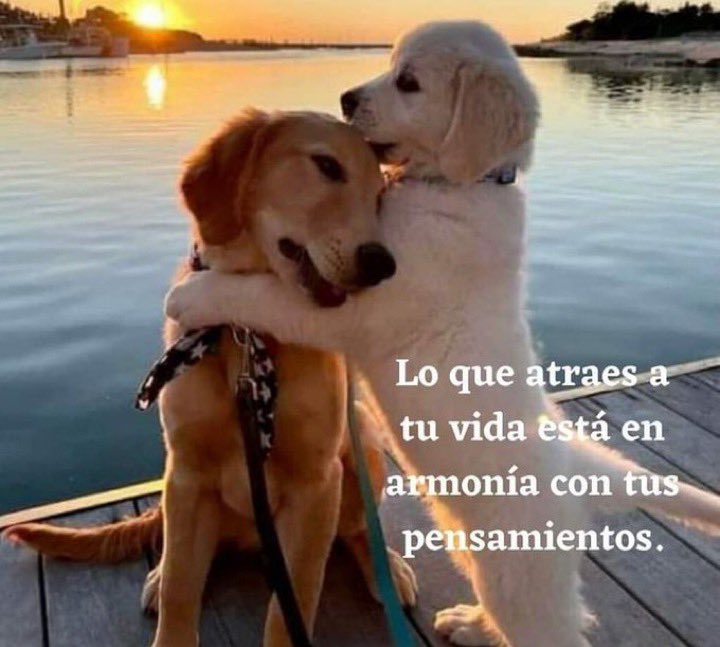 Saludos compañeros y compañeras animalistas :

El dúo de hoy :

@diaz_yomismo 

@associacio_agla 

➡️Retuitea este tuit 

➡️Sigue a quien retuitee

➡️Sigue a quien te siga

#RedRojaAnimalista

#AdoptaNoCompres 

Luchando por los más necesitados 🐾✊