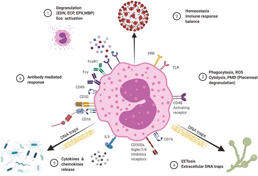 #Eosinophils are fundamental in orchestrating the #allergic response & fighting pathogens 🛡️ Here, Pratibha Gaur et al. explore the direct and indirect interactions of eosinophils to sense viral, bacterial & fungal infections ➡bit.ly/3TIOWs1