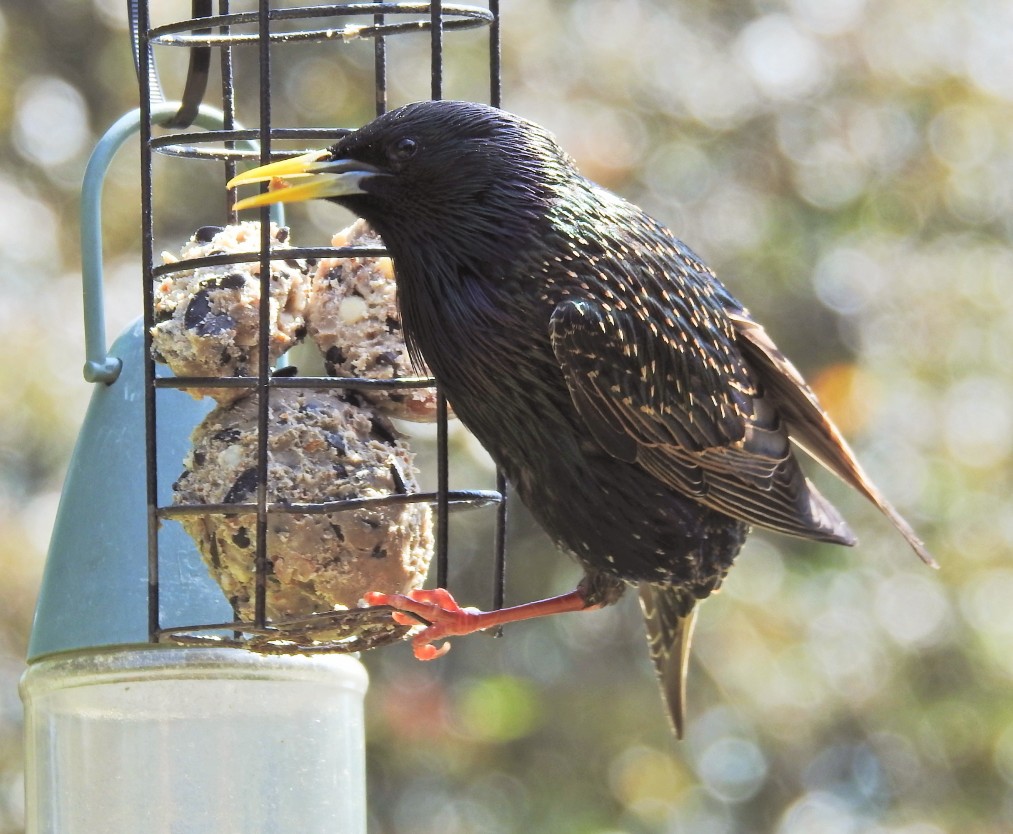 Good Morning 😊 It's a Dull but Dry Wednesday morning #starling enjoying a snack #gardenbirds