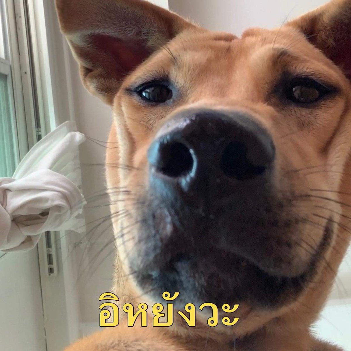 奇 tweet media