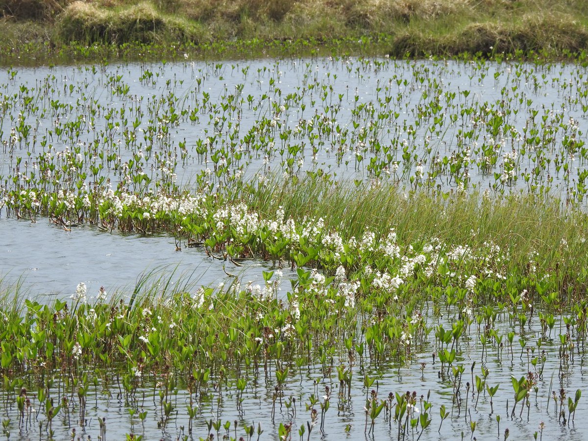 Anyone have an explanation for this perfect circle of bogbean (Menyanthes trifoliata) in this lochan? Is there a perfect circle of deeper water that the bogbean can’t grow in? Has it just yet to colonise that centre bit? Did something swim in circles & knock out a bunch?