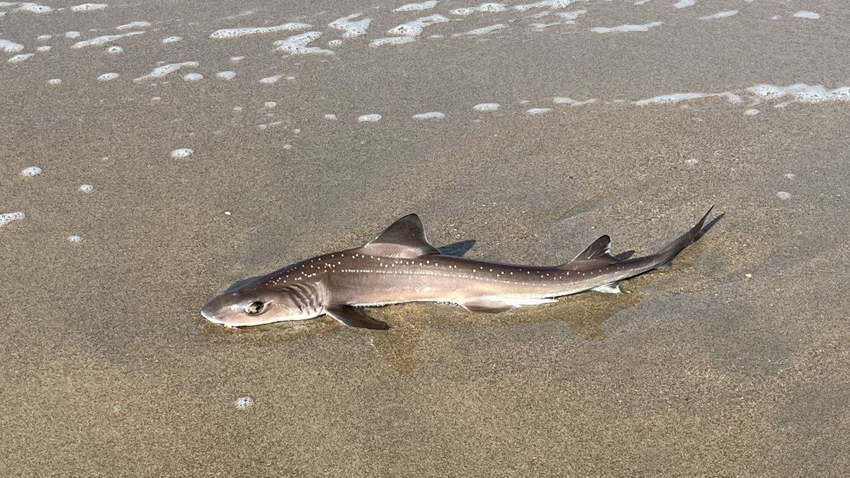 Ook in de Noordzee zwemmen haaien! 🦈
Deze van een meter lang lag (tijdelijk) op het droge bij Monster.
Credits 📷 Janneke Middendorp