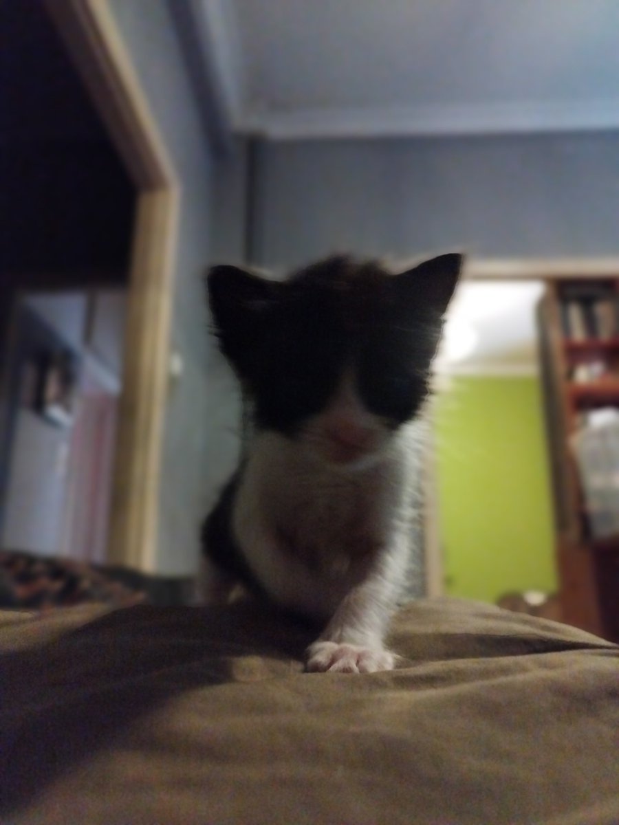 0x_Lotion's tweet photo. His name is Yoru btw https://t.co/NbxKfMzY0j