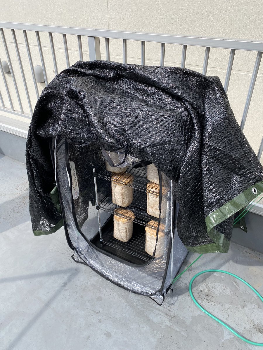 今更ながらキクラゲ栽培が良いとのことで
初めてみました🙂

プリップリのが育つようになったら販売したいなぁー

#キクラゲ #栽培