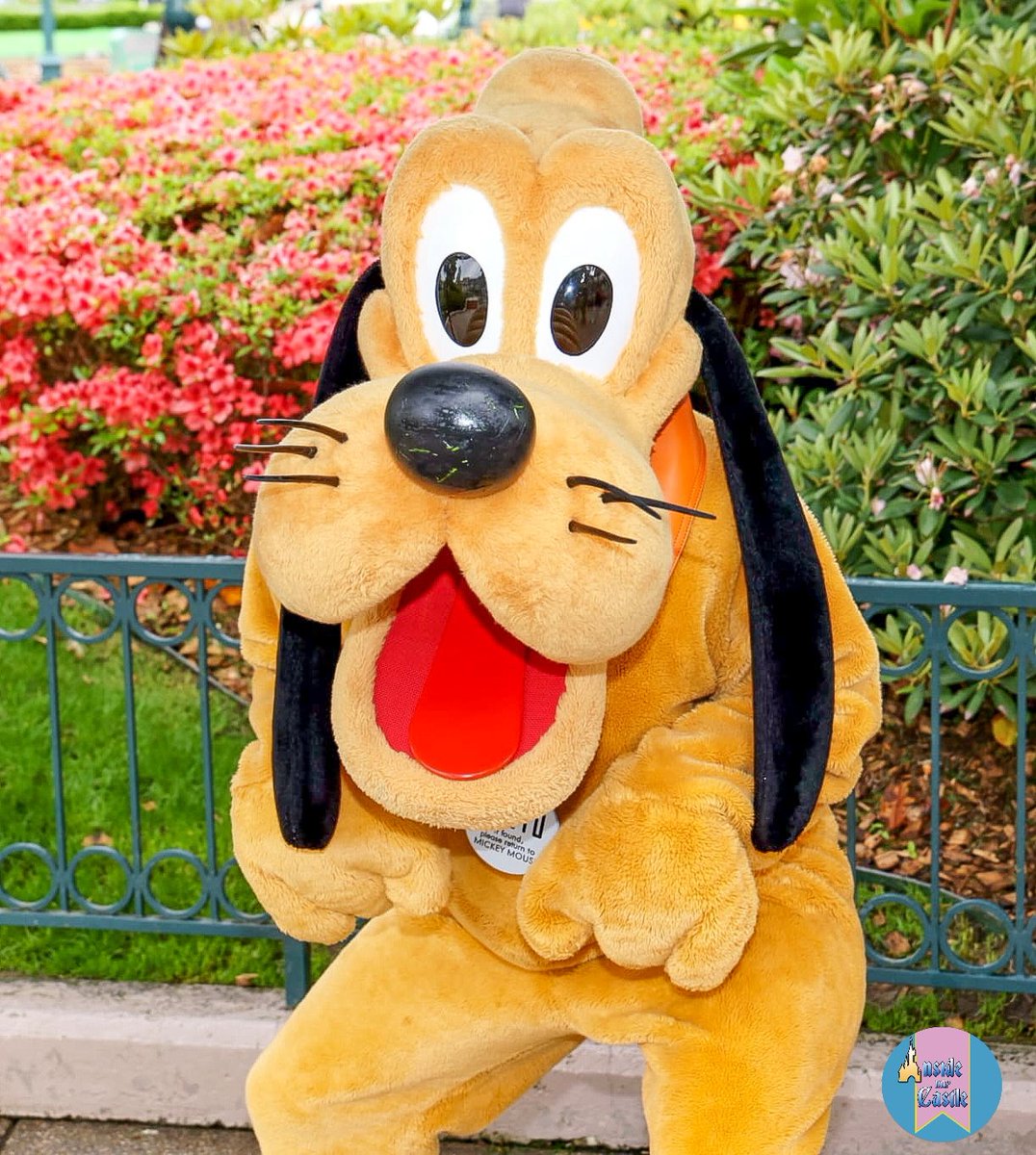 Pluto vous attend face au restaurant Plaza Gardens !✨️ #Disneylandparis #DLPLIVE