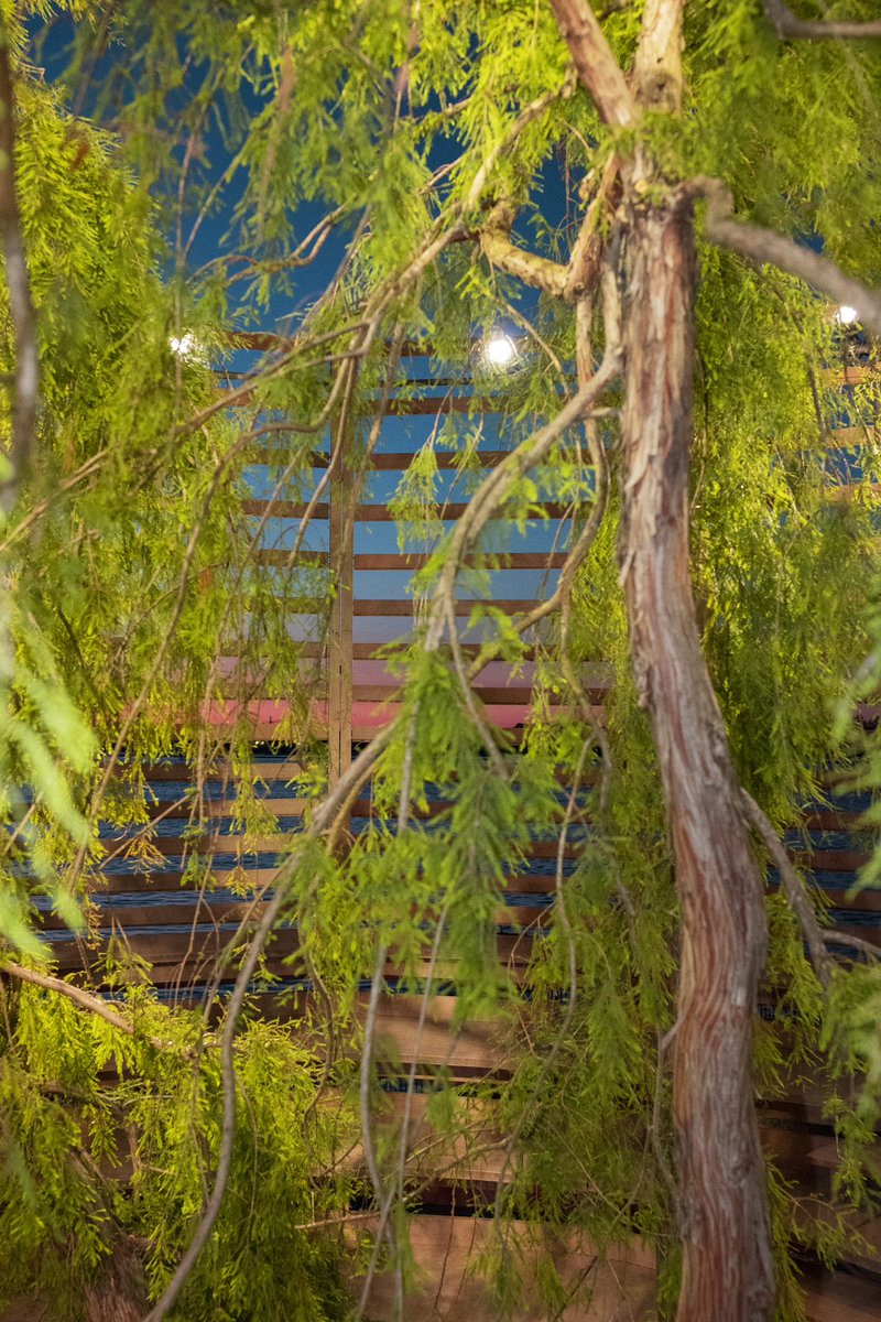 littmann_klaus's tweet photo. #ARENAFORATREE, Venice – an Art Intervention by #KlausLittmann
As if folded out, a narrow staircase offers free access. After that, everything is up to us: Will we enter the tiny arena? If so, alone? With friends? With strangers? https://t.co/uyQtwQ2gYq