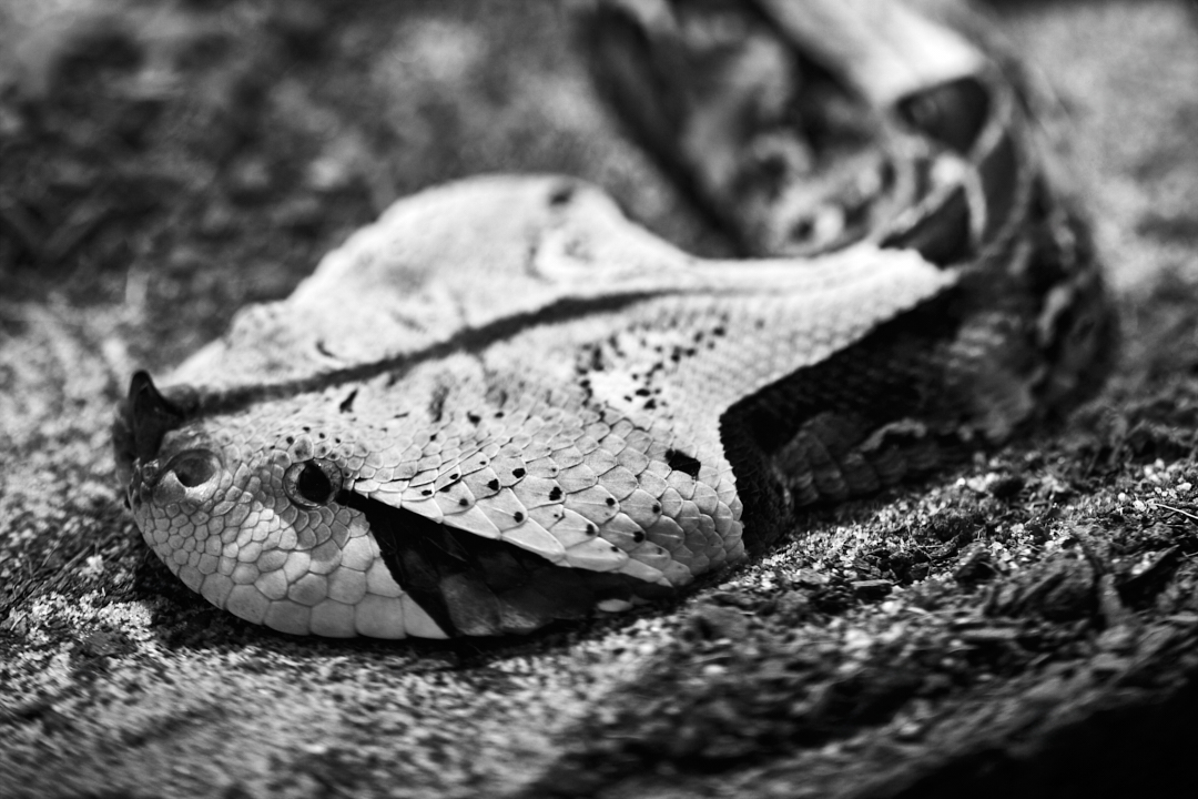 This tilt lens has been the greatest gift to my reptile photography... 
#gaboonviper #snake #reptile #viper #wildlifephotography #animalphotography #photography #appicoftheweek #canonfavpic #captureone