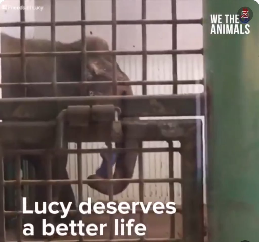 #Lucy needs a larger area with more enrichments & an improved exhaust filtration system in her barn as she’s  breathing in toxic dust particles.
She needs a pool to support her arthritic joints
#Yegzoo can’t meet her needs be fair and let her go @gdewar
@AmarjeetSohiYEG 🛑cruelty
