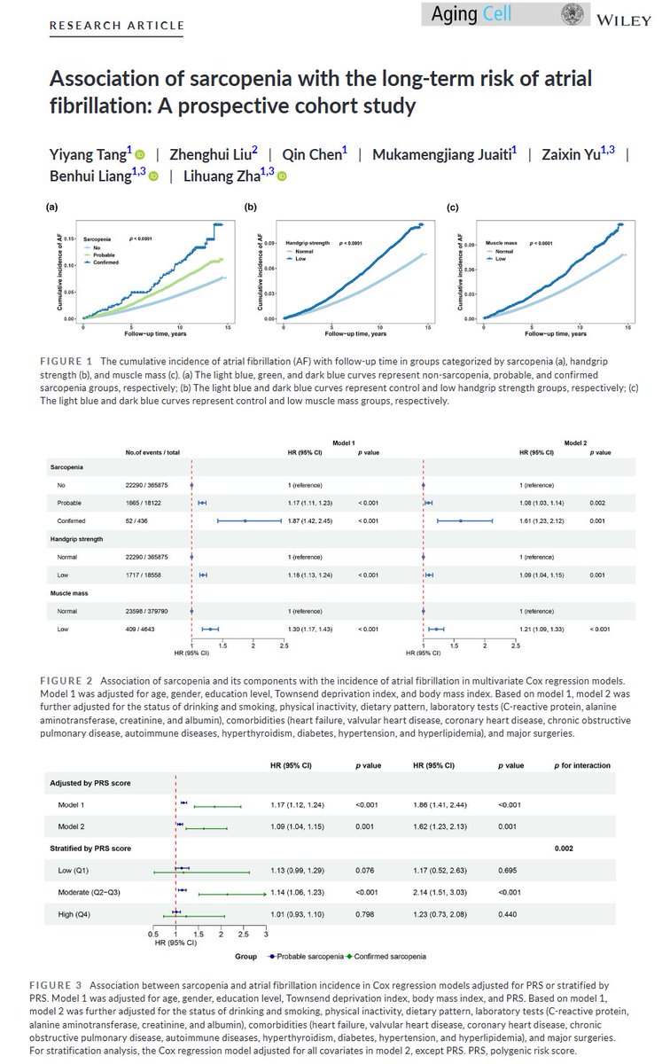 In this one, in a population of European Caucasian ancestry, individuals with probable sarcopenia or confirmed sarcopenia were associated with a high long-term risk of atrial fibrilation incidence, especially in younger participants, women, and those with valvular heart disease.