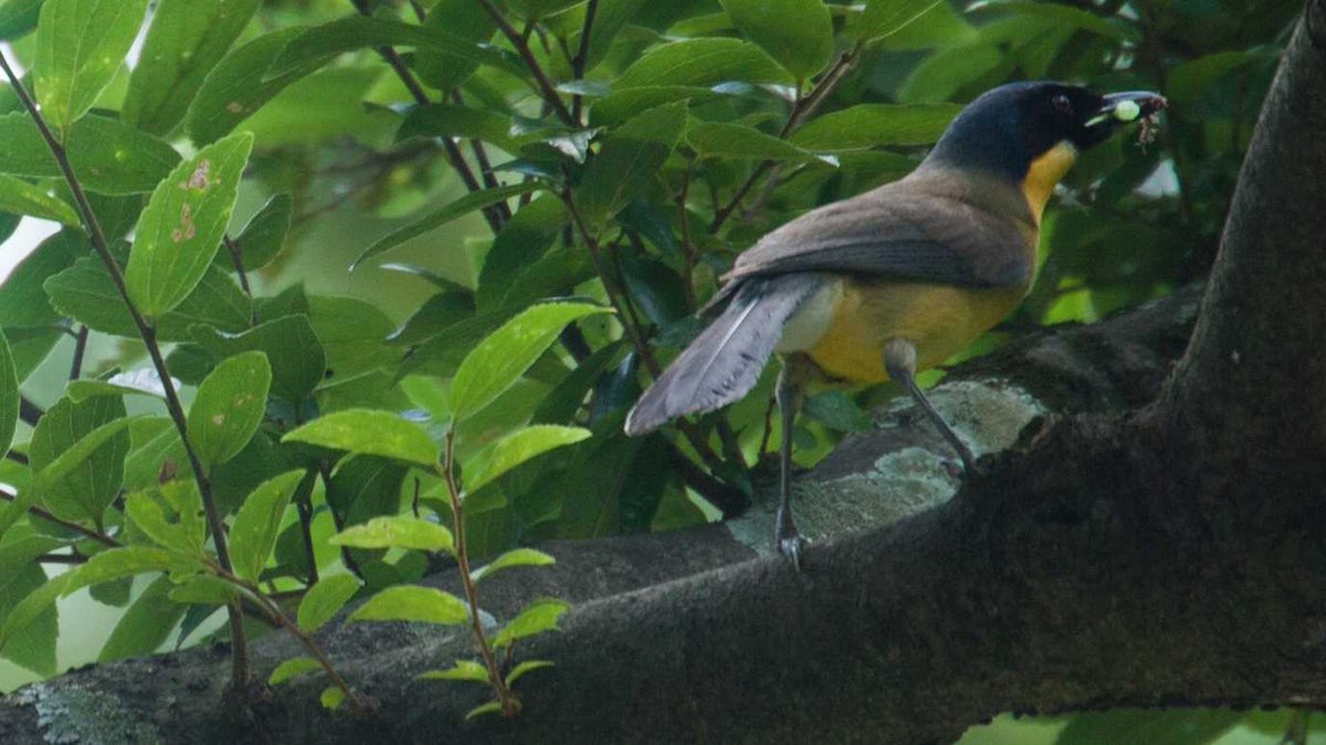 Research from @RHULBioSci and @OfficialZSL shows this critically endangered bird's biggest threat is being trapped and sold. A new study helps aid understanding of the Blue-crowned Laughingthrush's decline and, hopefully, preserve its future. More: royalholloway.ac.uk/about-us/news/…