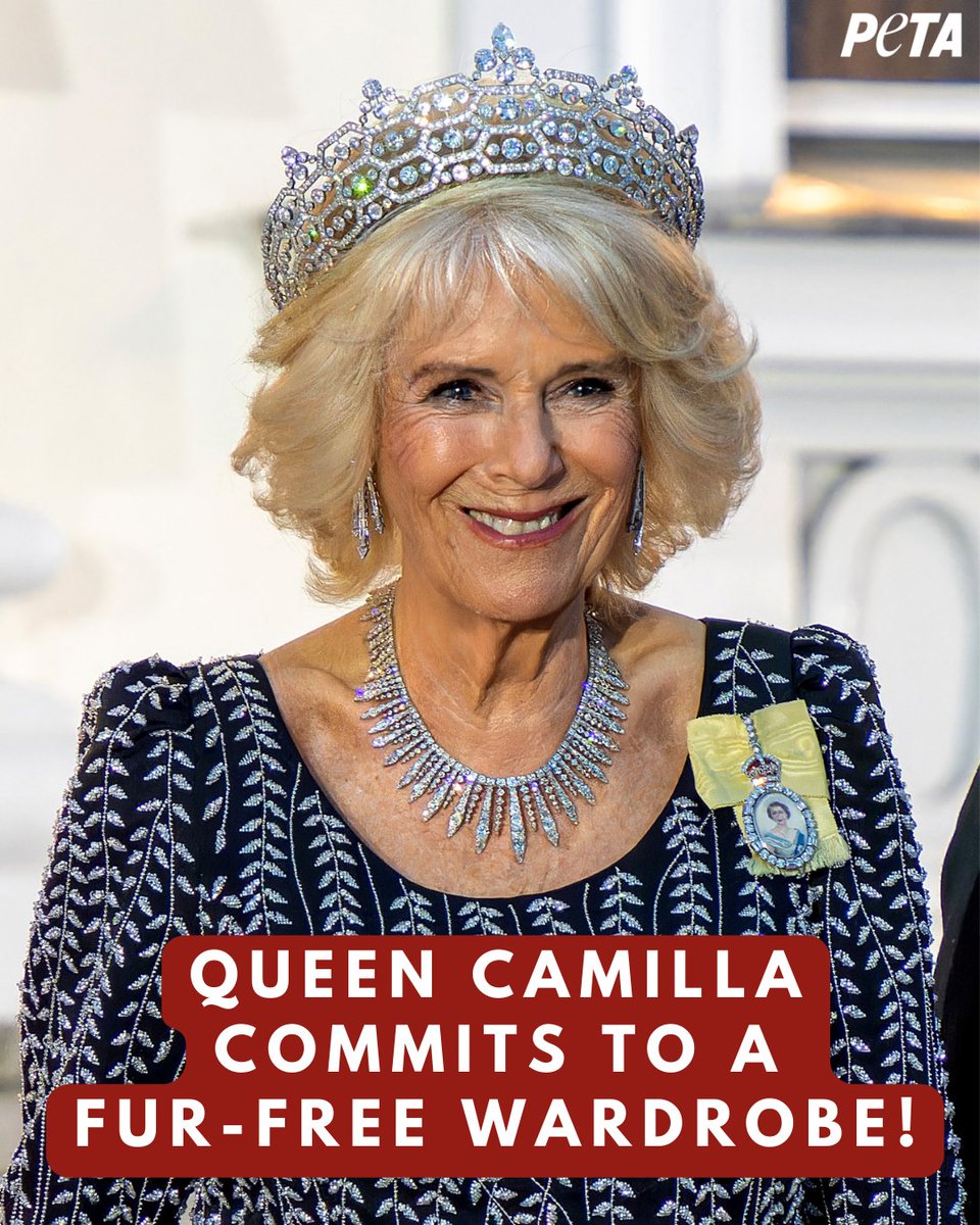 👑 Queen Camilla pledges not to buy fur 👏

The royal decree reflects true British values and stands with the 95% of Brits who also refuse to wear the skin stolen from animals’ backs. #FurFreeBritain