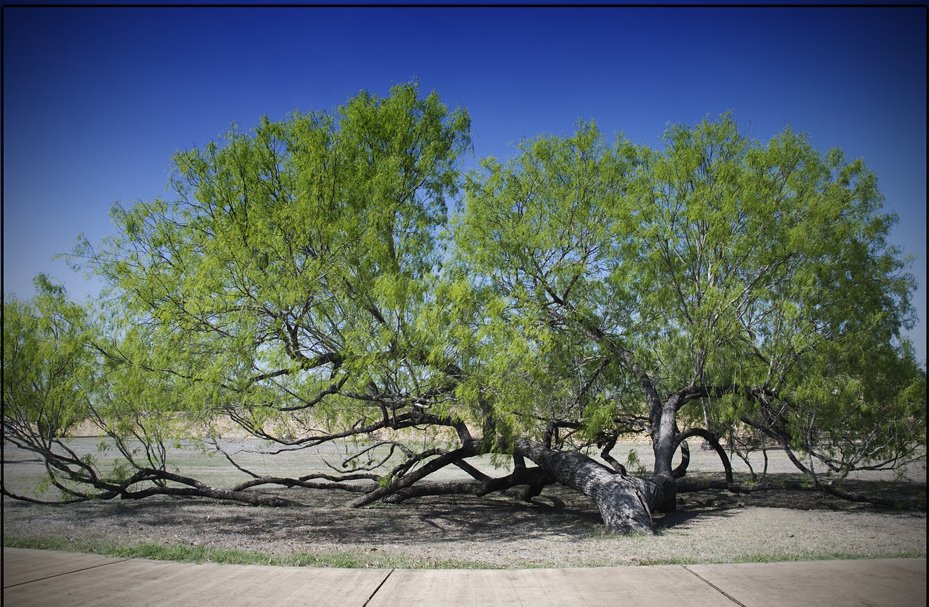 Texas Mesquite Tree. 'Amidst the whispering leaves, A tree stands tall, its roots deep, Kissing the earth with reverence, A silent dance of life and death.' They can be seen all around the San Antonio area. 📷Bill Evans Flickr.com