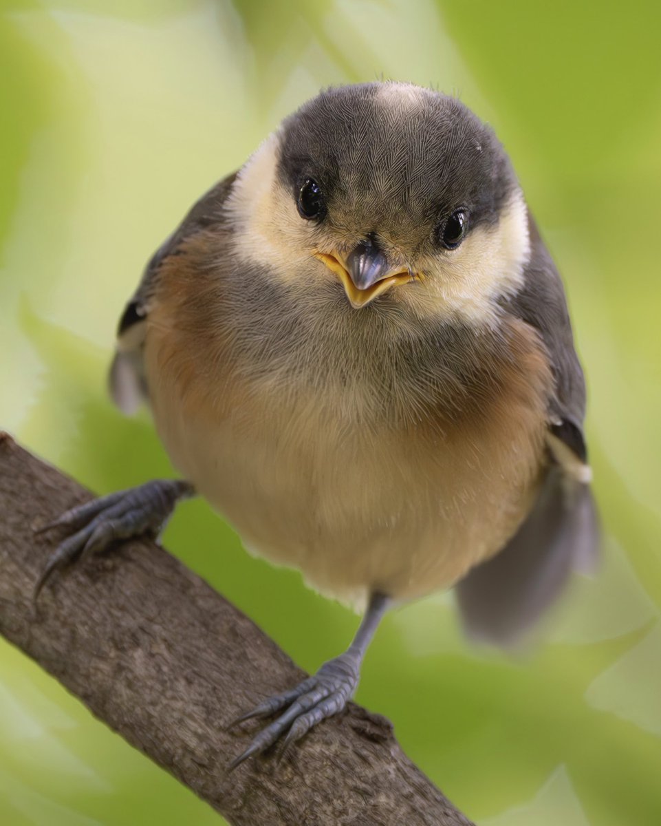 かわいい🐥
#ヤマガラ