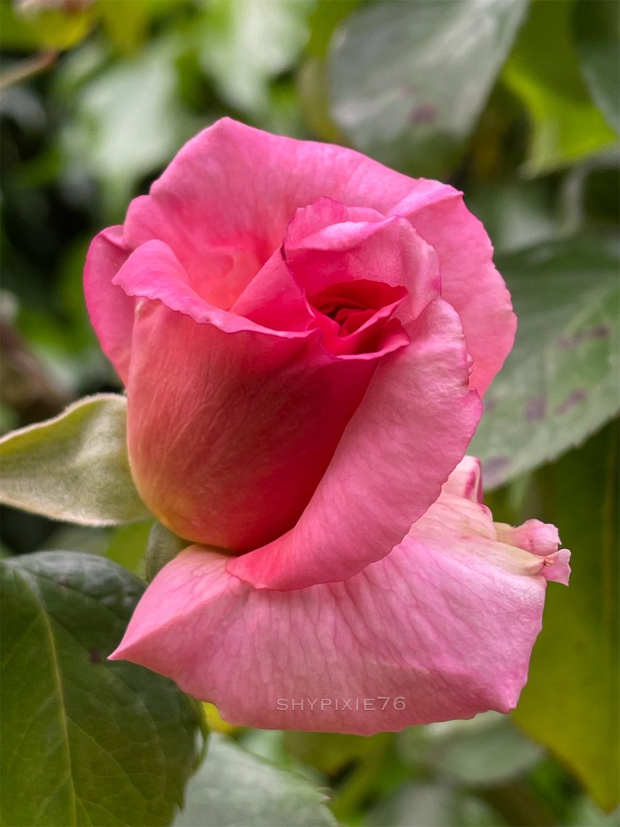 Good morning ☕️ 
An unfurling rose from my garden 
#RoseWednesday #Rose 🌹 
#GardenFlowers #Gardening 
#ThePhotoHour #FlowerPhotography