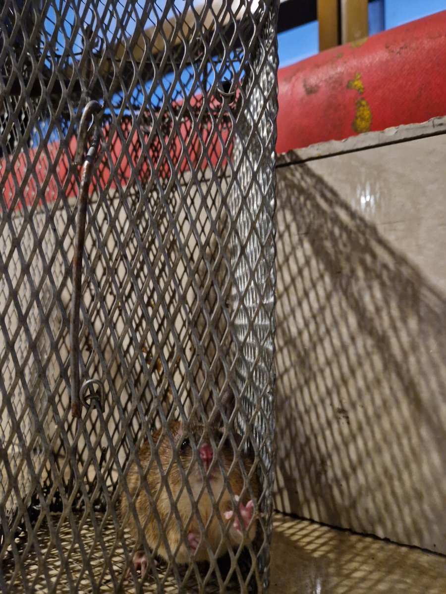 HaiderNajmul's tweet photo. While roaming in a large shopping mall at Dhaka, Bangladesh, I found this, urban rodent trapping guys. They setup ~400 traps each night and catches 30-45 rodents (rats and mice) each night. #urbanProblem #rodent #leptospira #zoonoses https://t.co/Y9ZyWdYJJW