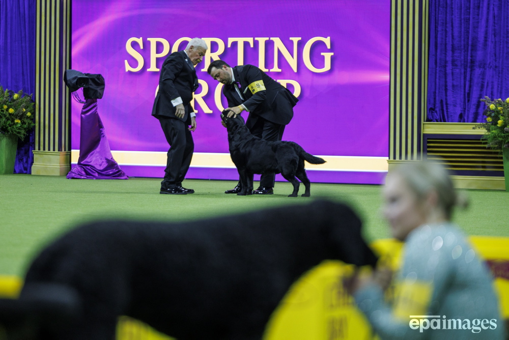 Labrador Retriever 'Cutter' is judged in the Sporting Group during the 148th annual Westminster Kennel Club Dog Show being held at the USTA Billie Jean King National Tennis Center in Flushing Meadows in Queens, New York, USA, 14 May 2024. 📸 EPA / Sarah Yenesel