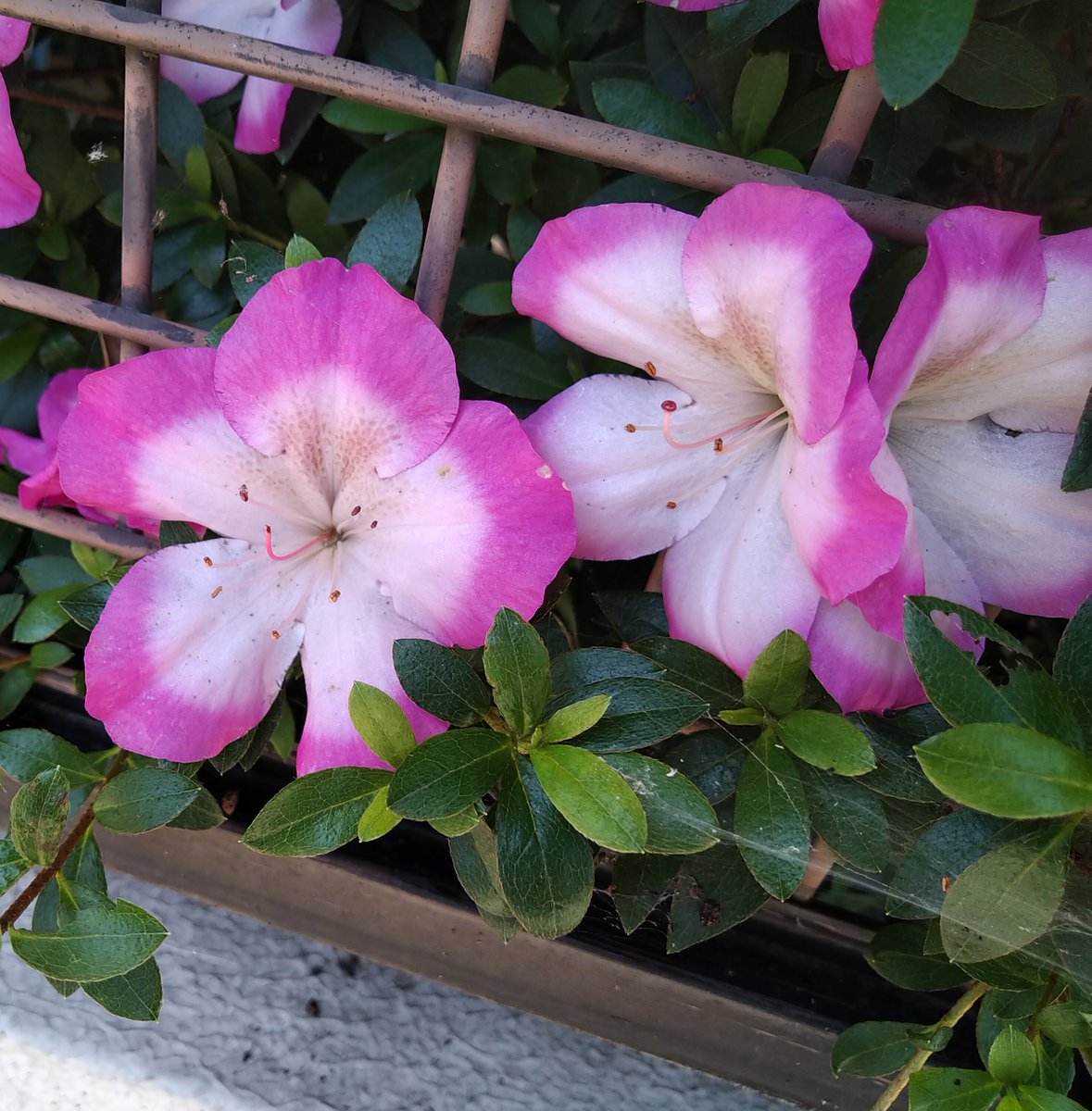 儚く美しい言の葉辞典 - 恋愛に寄せる言葉, image size:1179x1200