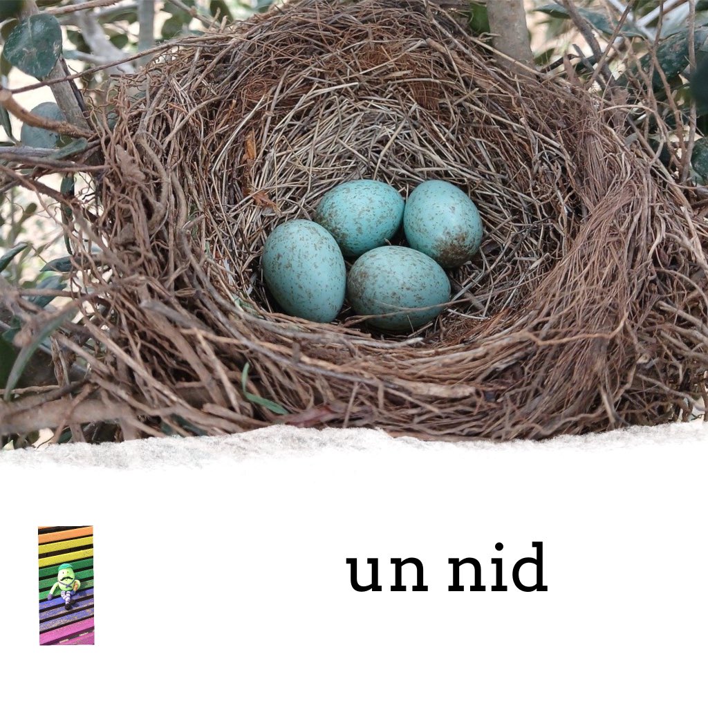Le mot du jour

un nid

[ ni ]

a nest 

#learnFrenchwithArnaud #vocabulary #motdujour #oneaday
