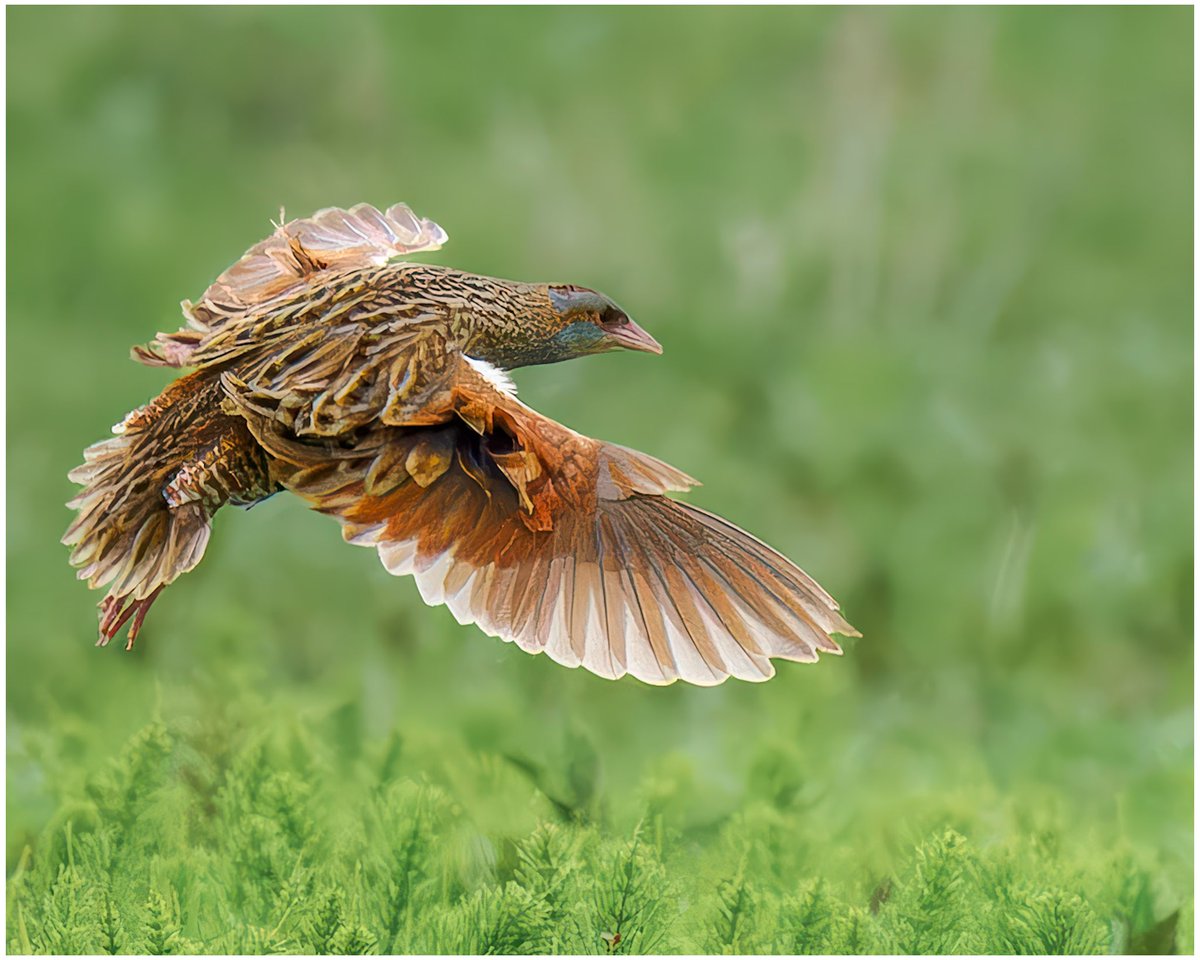 Corncrake in flight. North Uist, Outer Hebrides. #wildlifephotography #ukwildlifeimages #olympusphotography #omsystem @OlympusUK @ElyPhotographic #bird #birdphotography #corncrake #outerhebrides #northuist @BBCSpringwatch