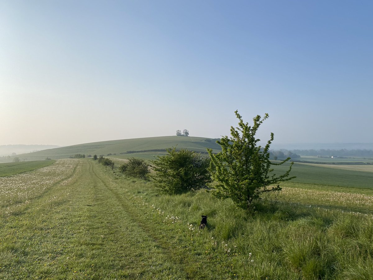 Another view of Middle Hill, Wiltshire, from last week. Those fellow military spouses at Warminster Garrison with whom I share these early dog walks are learning how to locate barrows: just look for the hilltop trees. 

📷
taken on the ridge below Battlesbury 
#HillfortsWednesday