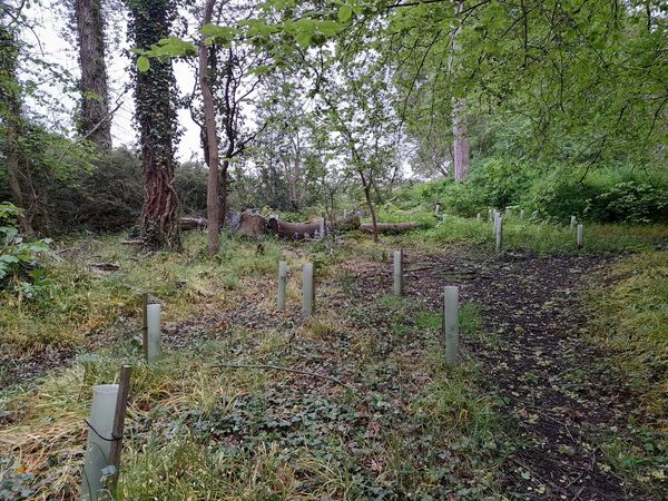 Great to see the 30 trees our volunteers planted in Redford Woods in autumn 2023 have taken to their new habitat and are settling in well.  We planted a mixture of native species including Rowan, Scots Pine, Downy Birch, Hawthorn and oak.