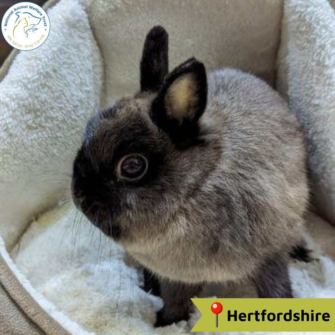 Eclipse is a 2-year-old Netherland Dwarf rabbit looking for a home, and a new 'husbun'! She can be a little nervous of new surroundings, but hopes a new rabbit friend will help her feel more relaxed. 🐰💙 nawt.org.uk/rehoming/anima… #nawt #rabbit #animalcharity