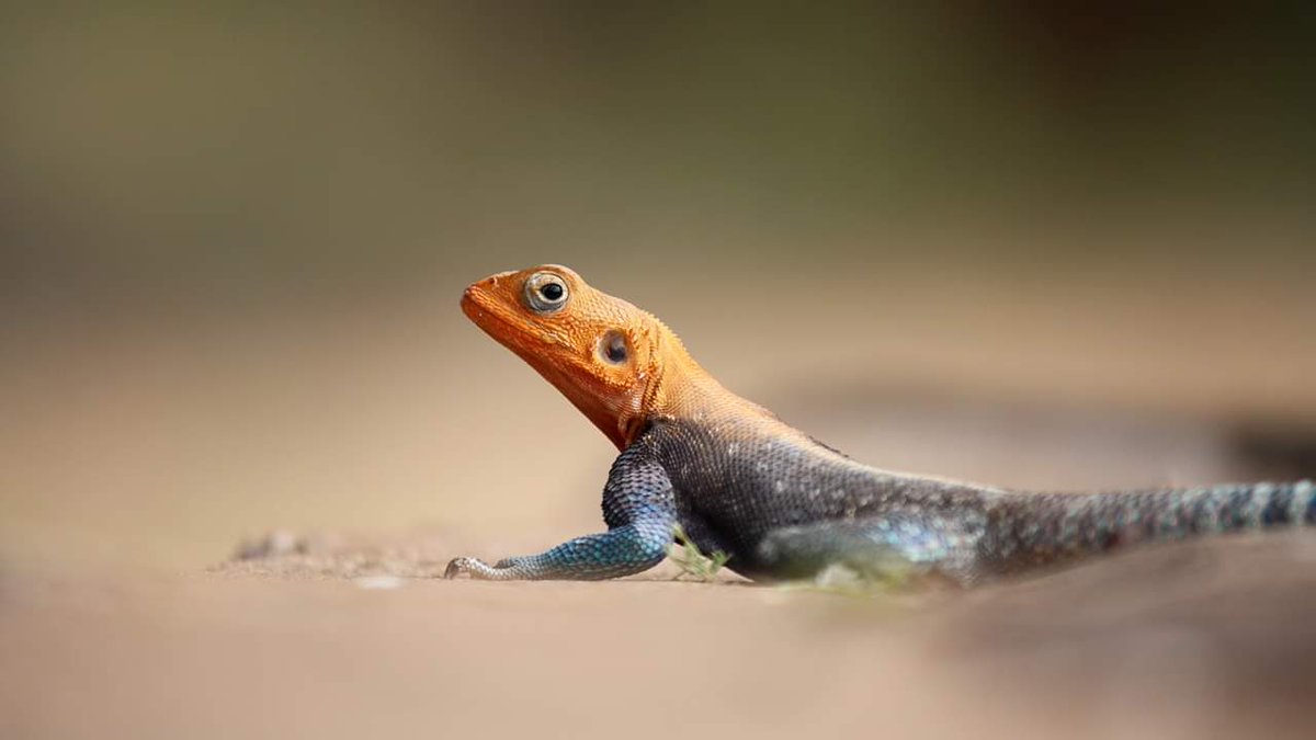 Boasting a brilliant red head and an electric blue body, a dominant male agama during mating season resembles a miniature version of some mythical beast. Among the most common lizards in Africa, these small, long-tailed reptiles live almost everywhere south of the Sahara.