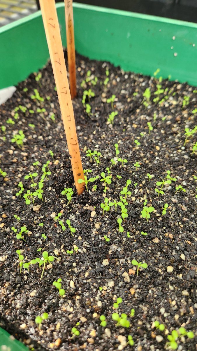 Spending some of my time recently learning to grow and propagate Melaleuca quinquenervia for my PhD I haven't yet mentioned here...