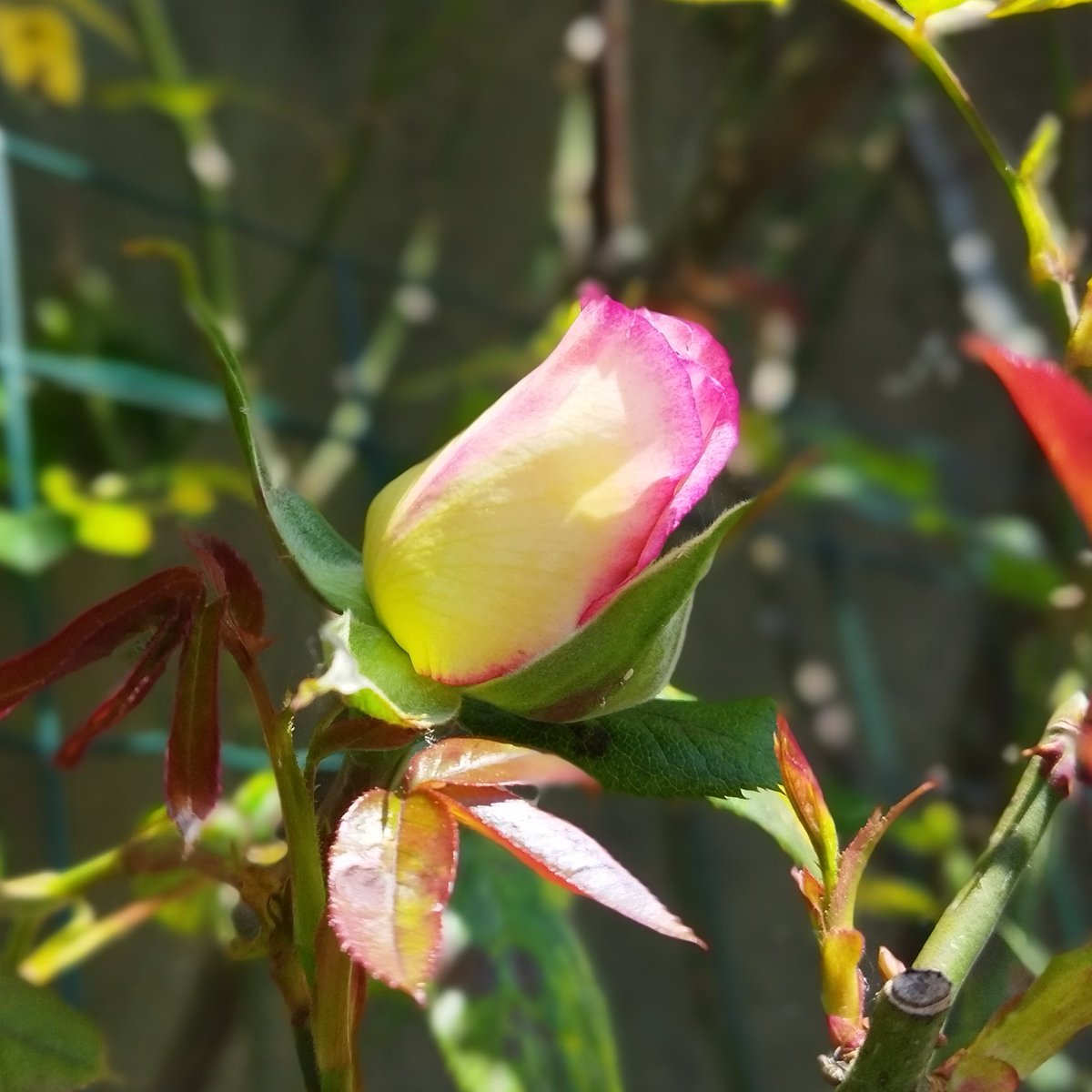 #NouvellePhotoDeProfil