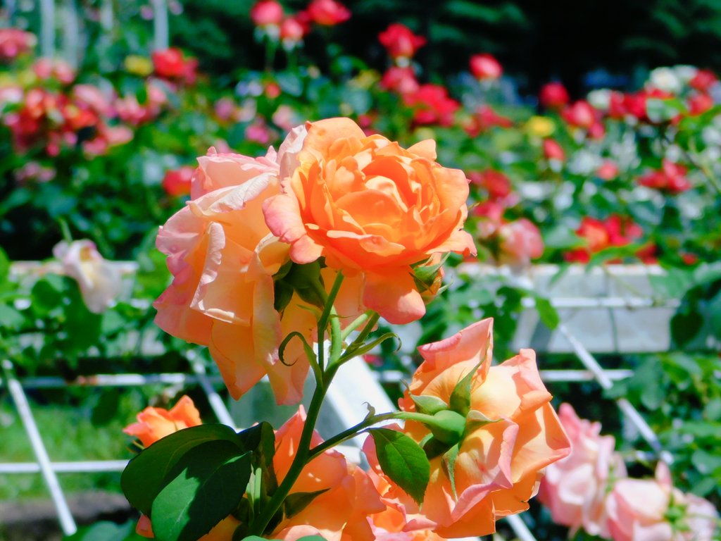 #バラ #薔薇 #rose
#rosegarden
#花 #flower 
#TLを花でいっぱいにしよう 
#代々木公園 #yoyogipark
2024.5.10撮影📷✨