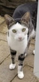 #LOST #CAT ERNIE 
Adult #Male #Cat White Black & Brown Bengal X
Tall & Slim #Neutered 
#Missing from Hindley Road Hindley Green 
#Wigan #WN2 North West
Sunday 12th May 2024 
#DogLostUK #Lostcat #ScanMe 

doglost.co.uk/dog/192185