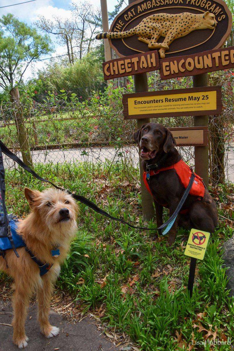 Couple of good boys! Remus and Moose are cheetah companion dogs here to remind you that the Kroger Cheetah Encounter begins May 25!