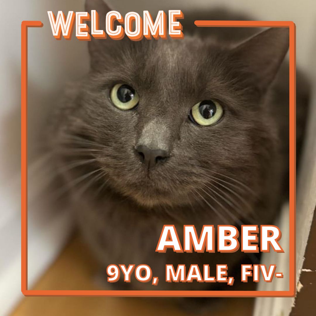 Hi, I’m Amber! I was in the hospital with an intestinal blockage. Surgery went well, but recovery was difficult, including needing a feeding tube at some point. Many weeks later, I am looking for a quiet home without dogs or young children. Older kids are fine. I love snuggles!