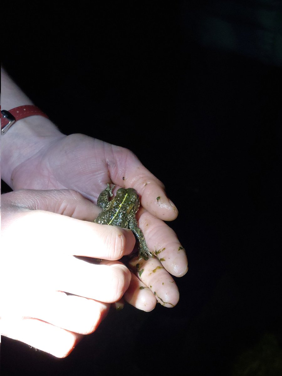 On natterjack toads. For @tweetbytheriver caughtbytheriver.net/2024/05/stephe…