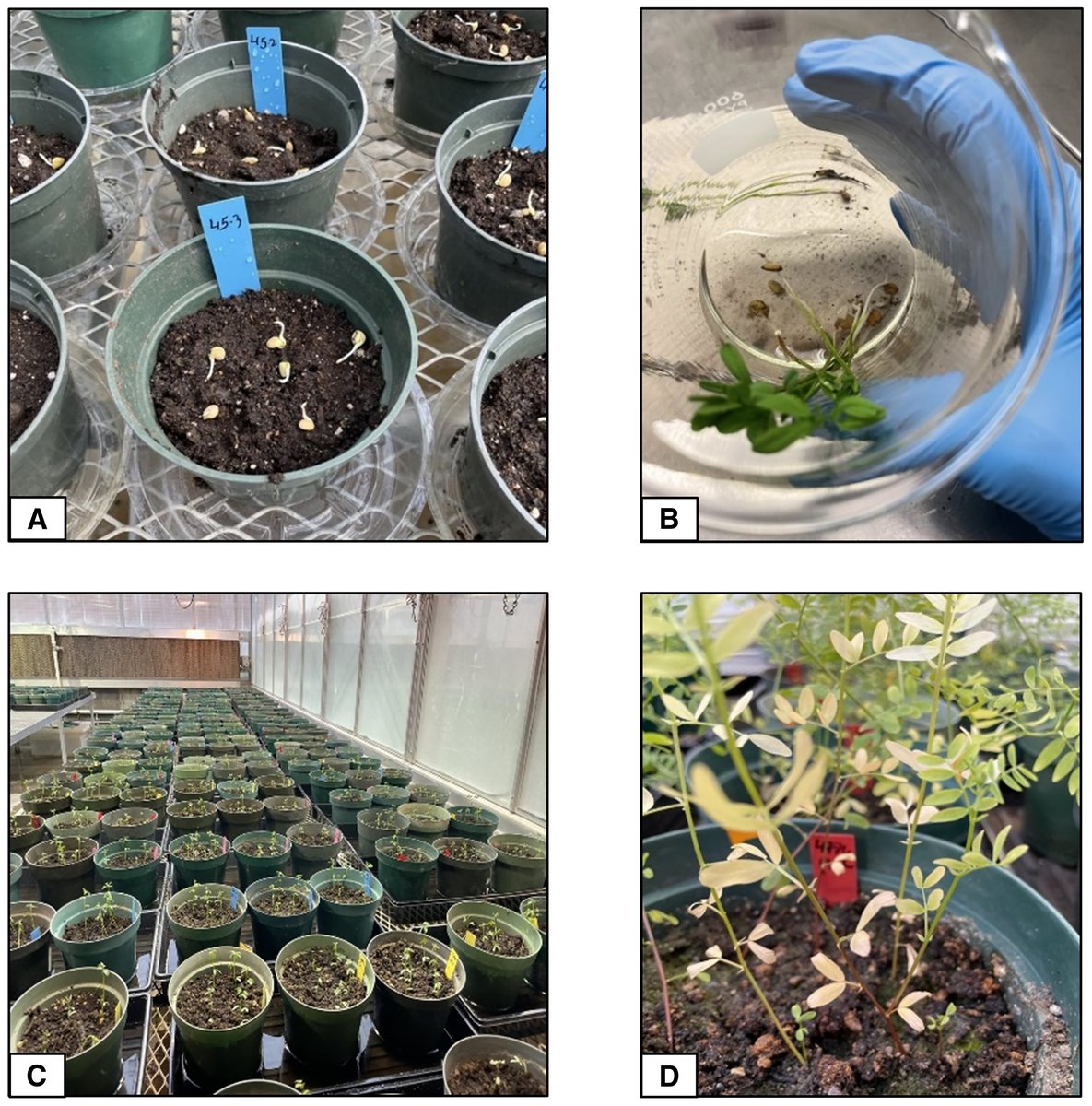 Novel research from Collins Bugingo et al. characterizes pathotypes of Fusarium oxysporum f. sp. lentis in the Northern Great Plains—crucial for breeding resistant lentil varieties and improving yields. Learn more &gt; bit.ly/3JLxyym

<a href="/VAESResearch/">Dr. Mary Burrows</a> <a href="/CornellAgriTech/">Cornell AgriTech</a> <a href="/VTCals/">Virginia Tech CALS</a>