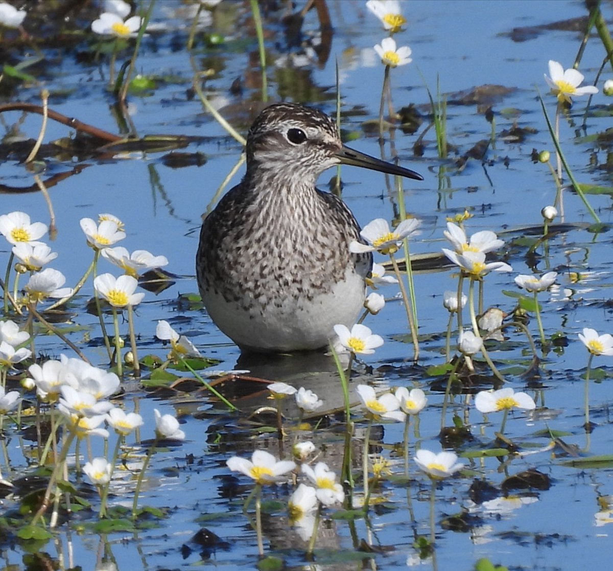 #WaderWednesday Let's hope we get a few of these lovely Wood Sandpiper  in the next couple of weeks. This one was at Sker Point for a day last May.